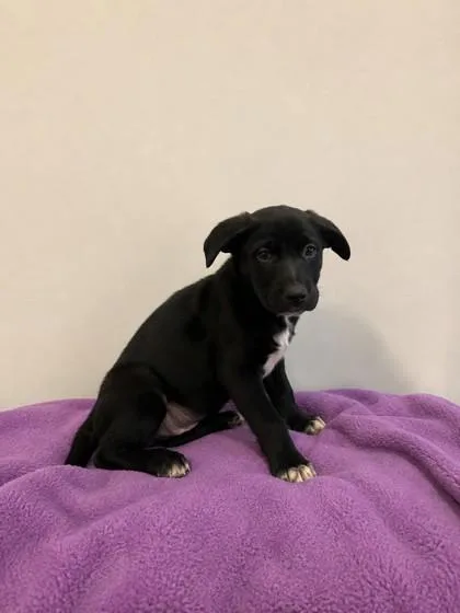 A baby medium-sized female Labrador Retriever dog named Fauna for adoption in North Richland Hills, TX