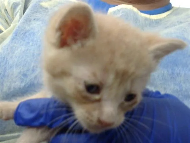 A baby medium-sized male Domestic Medium Hair cat named Confetti for adoption in Dallas, TX