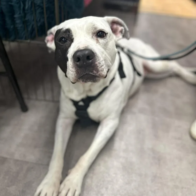 A senior large-sized female White / Cream American Staffordshire Terrier dog named Yoyo for adoption in Long Island City, NY