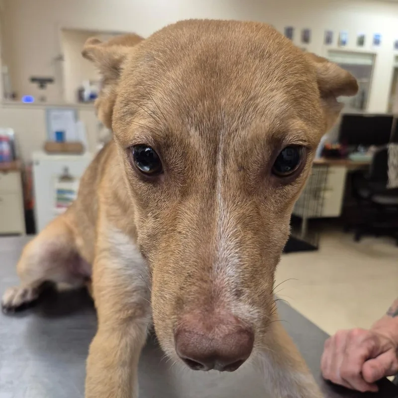 An adult small-sized female Yellow / Tan / Blond / Fawn Mixed Breed dog named Babs Seed for adoption in Lake Panasoffkee, FL