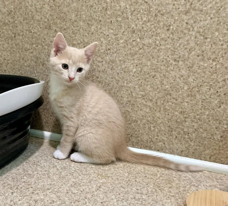 A young medium-sized male Buff & White Domestic Short Hair cat named Cosmo for adoption in Mc Cormick, SC