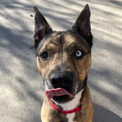 An adult medium-sized male Brindle Husky dog named Marley for adoption in Rapid City, SD