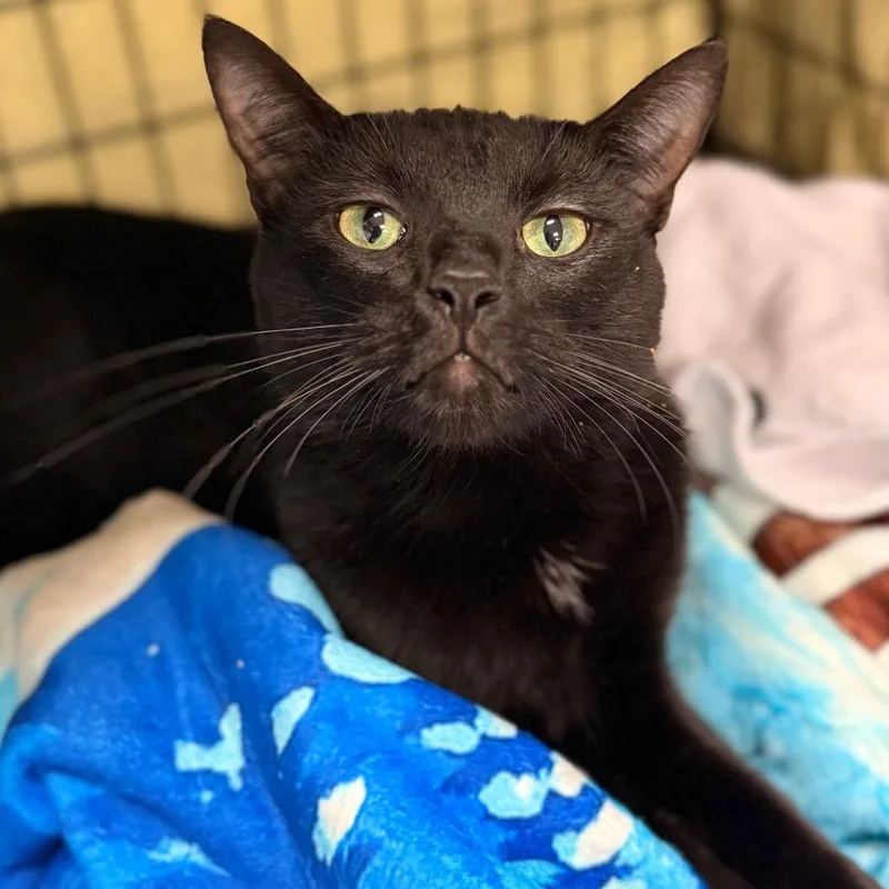 An adult medium-sized male Domestic Short Hair cat named Jalen Hurts for adoption in Cumming, GA