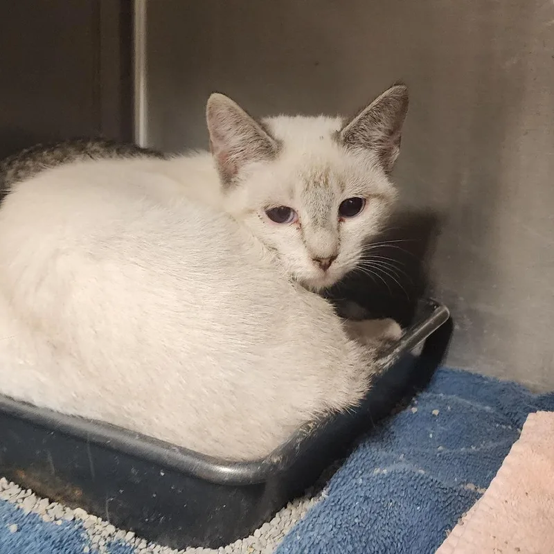 A baby small-sized female Domestic Short Hair cat named Frizzle for adoption in Evensville, TN
