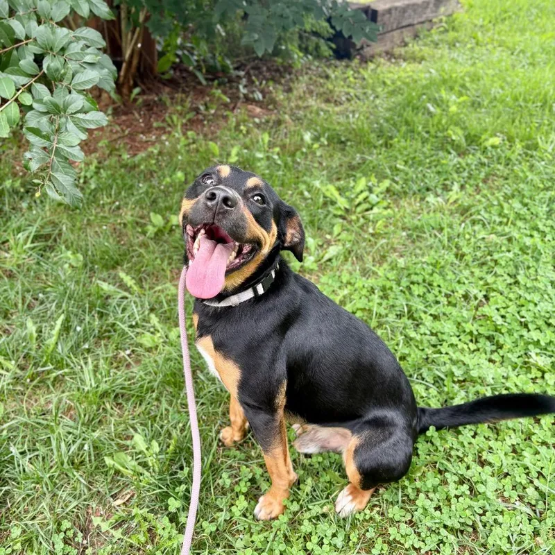 An adult medium-sized male Black Mixed Breed dog named Bean fka Magic for adoption in Rocky Mount, VA