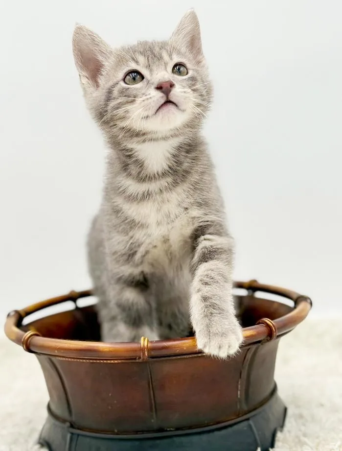 Pippin' Is The Most thumbnail 2