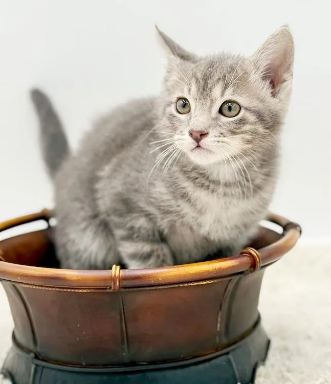 Pippin' Is The Most thumbnail 3