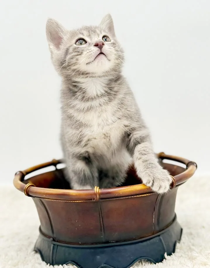 Pippin' Is The Most thumbnail 4