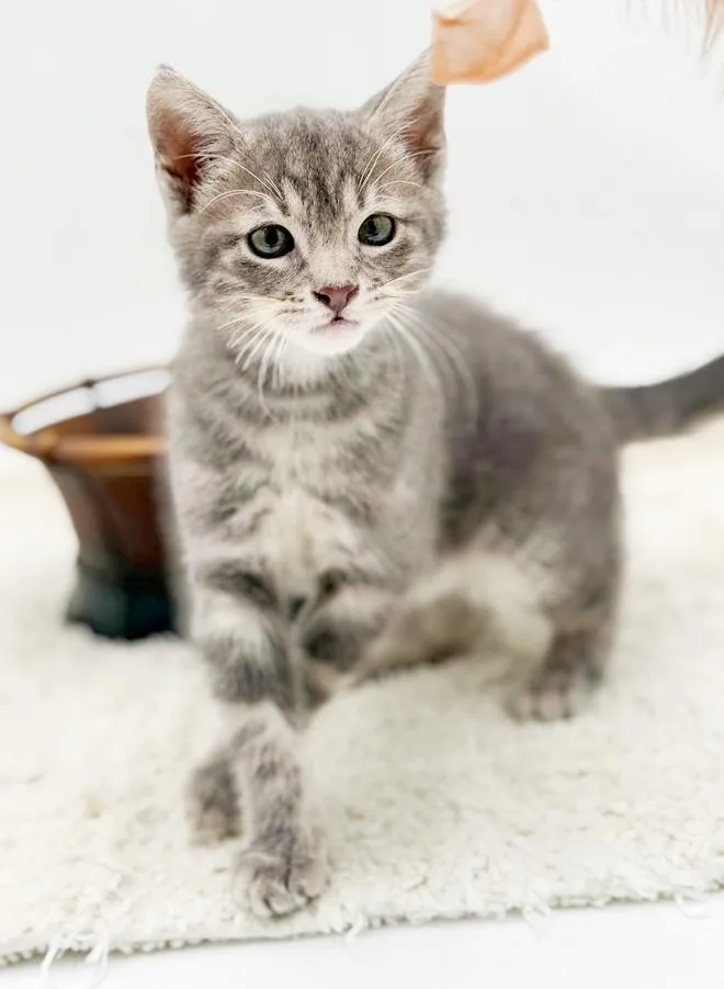 Pippin' Is The Most thumbnail 5