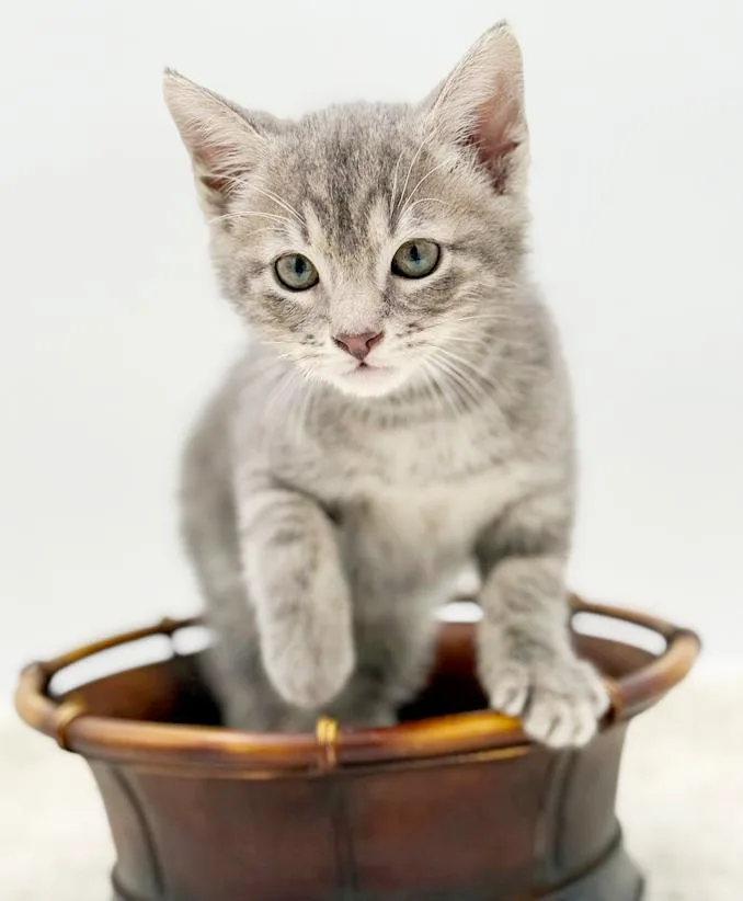 A baby small-sized male Tabby (Gray / Blue / Silver) Tabby cat named Pippin' Is The Most for adoption in Bedford Hills, NY