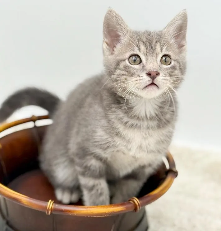 Pippin' Is The Most thumbnail 6