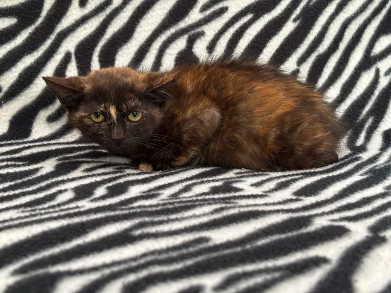 A baby small-sized female Domestic Short Hair cat named Gladdis for adoption in Warrenton, NC