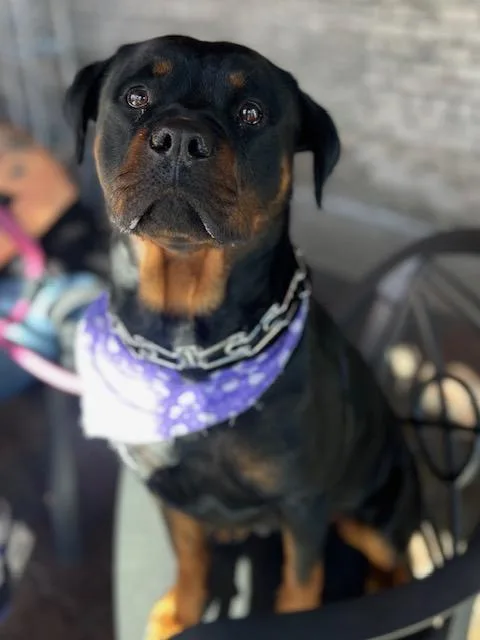An adult large-sized female Rottweiler dog named Samantha for adoption in Chatsworth, CA