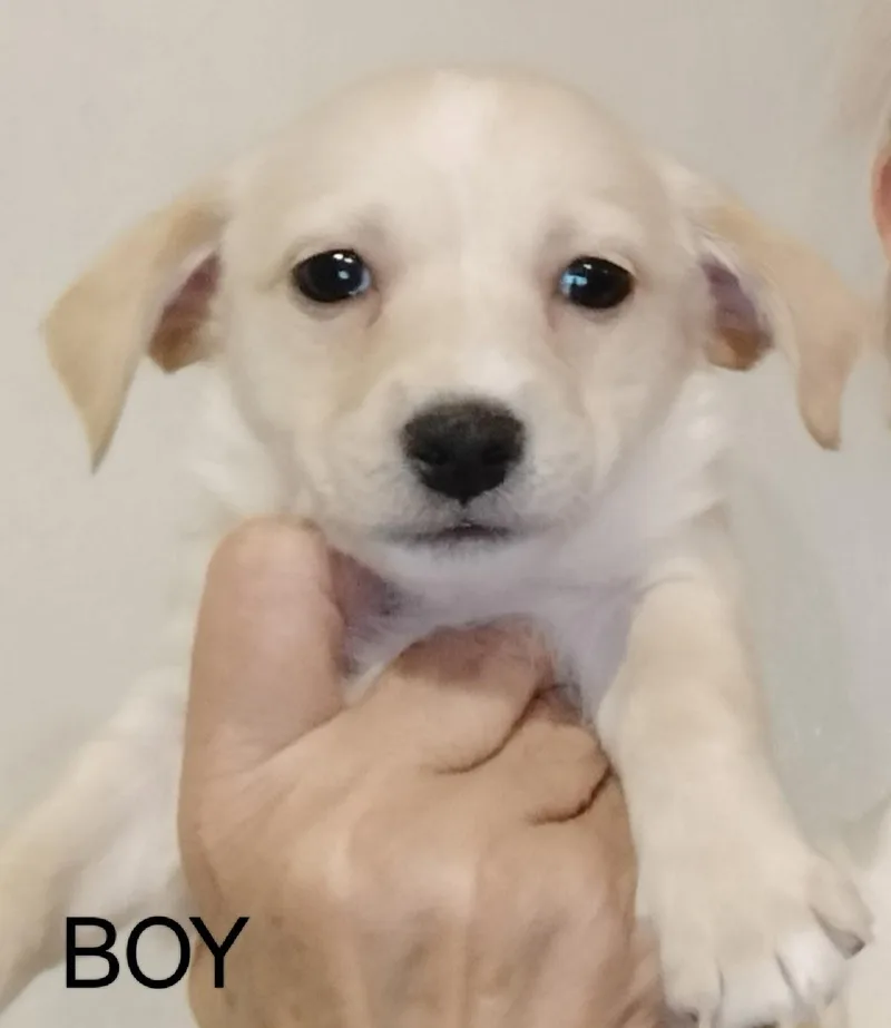 Sponsor Me  Renoir thumbnail 2