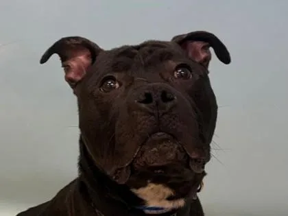 An adult medium-sized male Pit Bull Terrier dog named Jasper for adoption in Woodbury, MN