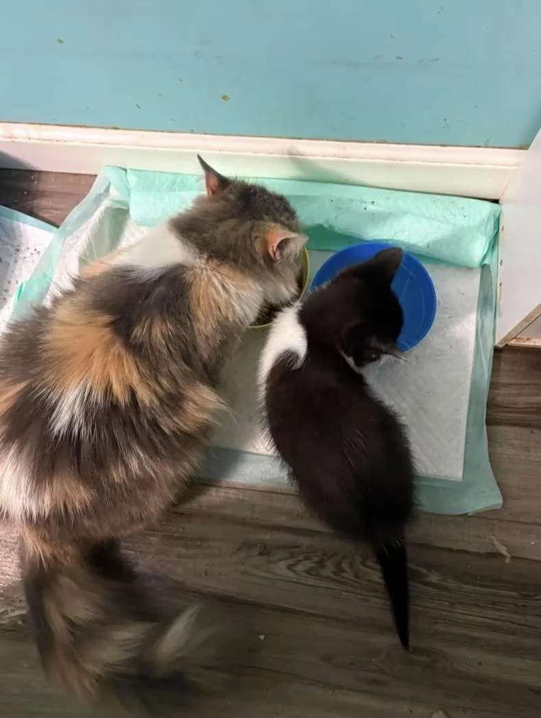 A baby medium-sized male Black & White / Tuxedo Domestic Short Hair cat named Waddles for adoption in Findlay, OH