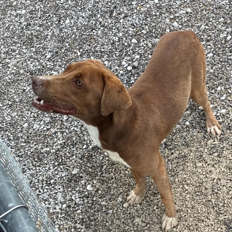 A young medium-sized female Brown / Chocolate Chocolate Labrador Retriever dog named Caramel for adoption in Erie, PA