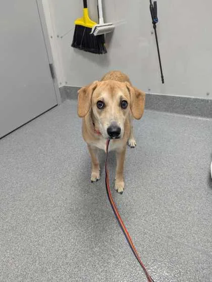 An adult medium-sized female Mixed Breed dog named Pioneer for adoption in Sevierville, TN