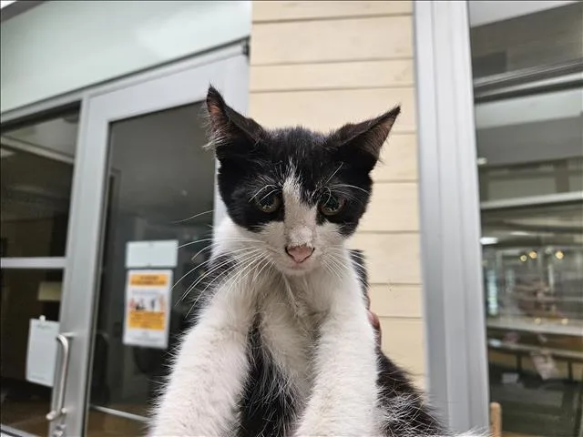 A baby small-sized male Domestic Short Hair cat named Baile for adoption in Los Angeles, CA