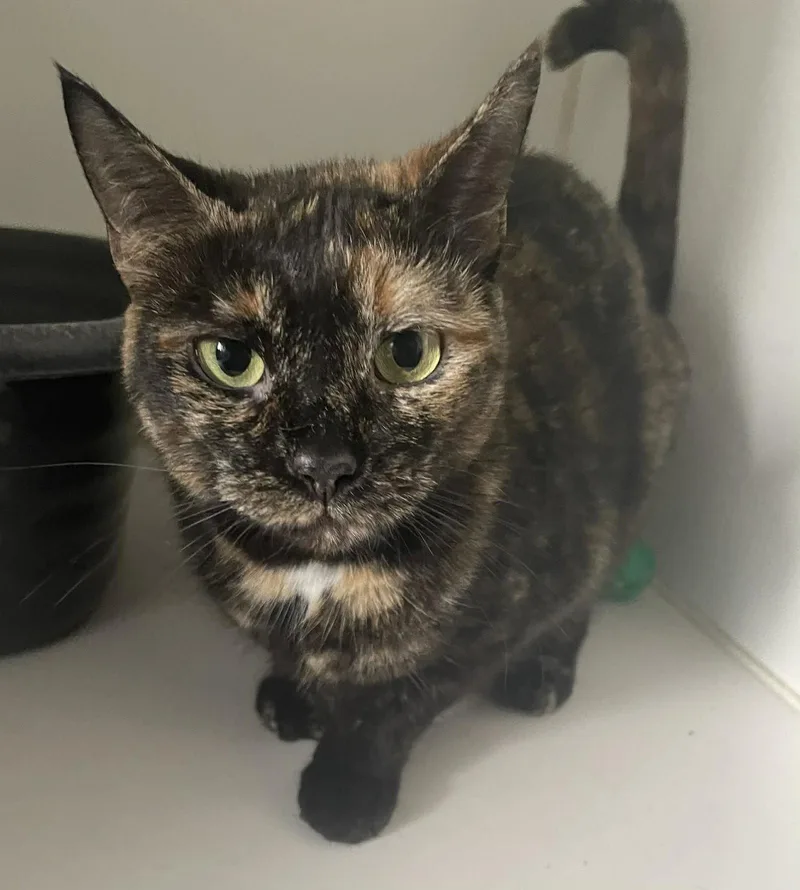 An adult medium-sized female Domestic Short Hair cat named Lily for adoption in Gettysburg, PA