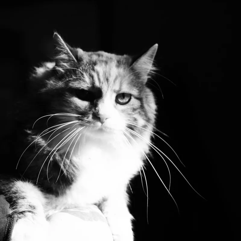 Tabitha