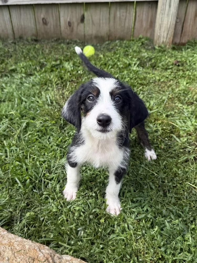 A baby medium-sized male Terrier dog named Florida : Davie for adoption in Aurora, IN