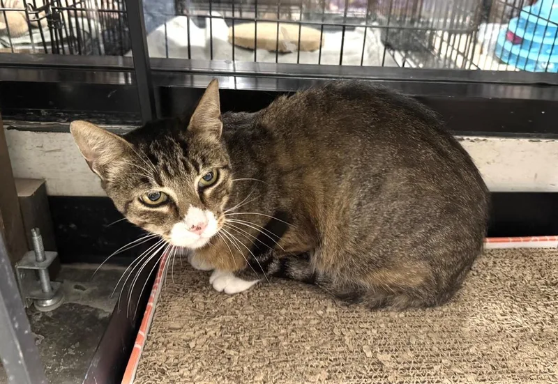 An adult medium-sized male Tabby (Brown / Chocolate) Domestic Short Hair cat named Sneakers for adoption in San Juan Capistrano, CA