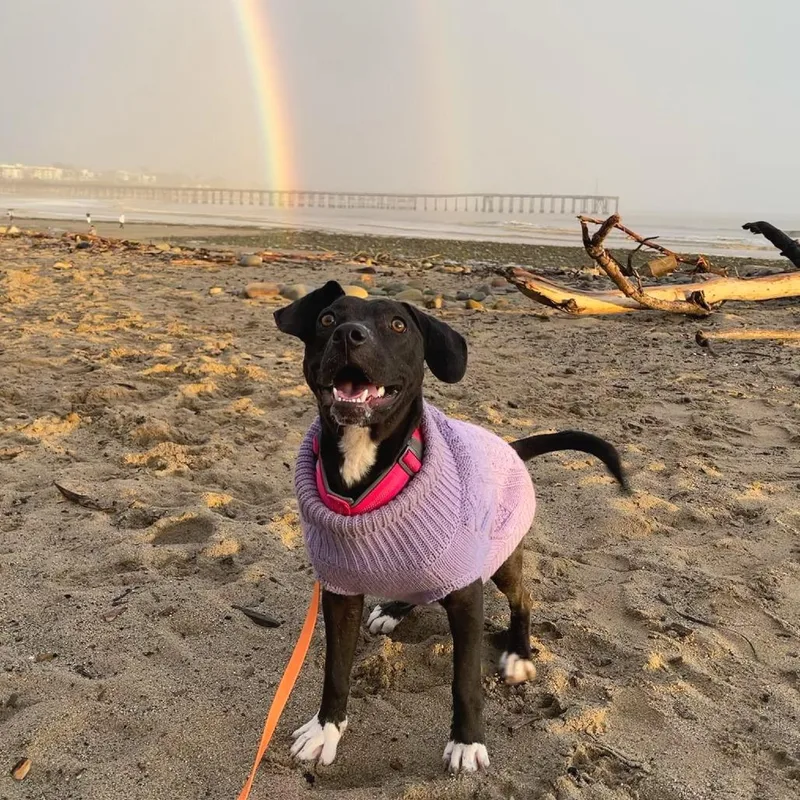 Tiger Lily thumbnail 2