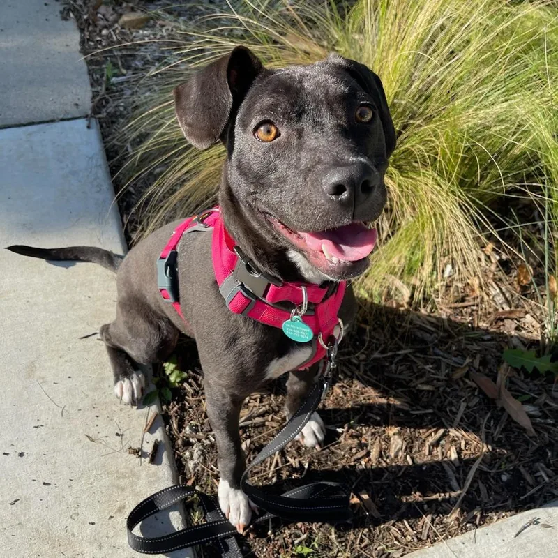 Tiger Lily thumbnail 3