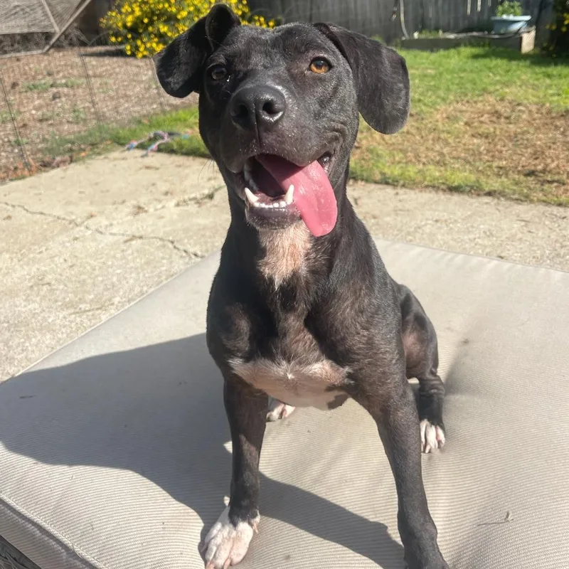 Tiger Lily thumbnail 4