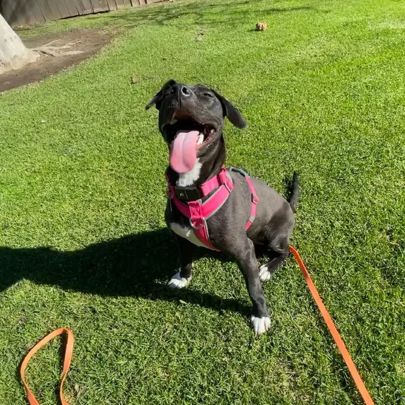 Tiger Lily thumbnail 5