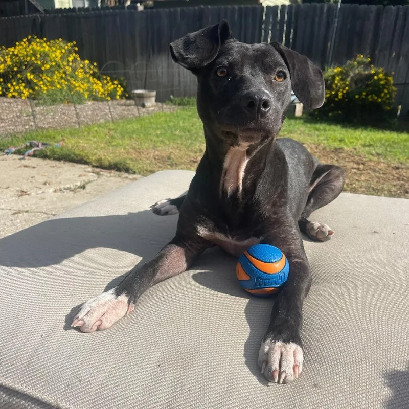 Tiger Lily thumbnail 6