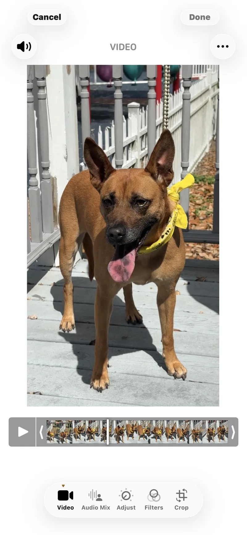 An adult medium-sized female Red / Chestnut / Orange Mixed Breed dog named Mary Jane Super Smart for adoption in Cypress, TX