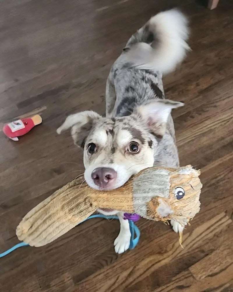 An adult medium-sized female Catahoula Leopard Dog dog named Mila for adoption in Corona, CA