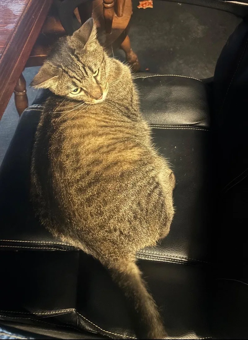 An adult medium-sized female Tabby (Brown / Chocolate) Domestic Short Hair cat named Ilean Alot for adoption in Herculaneum, MO