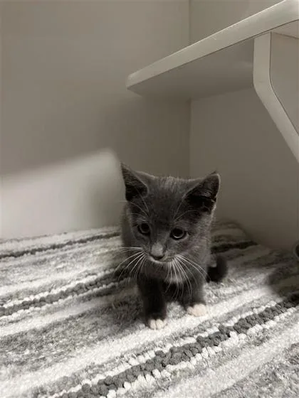A baby small-sized male Domestic Short Hair cat named Sterling for adoption in West Chester, PA
