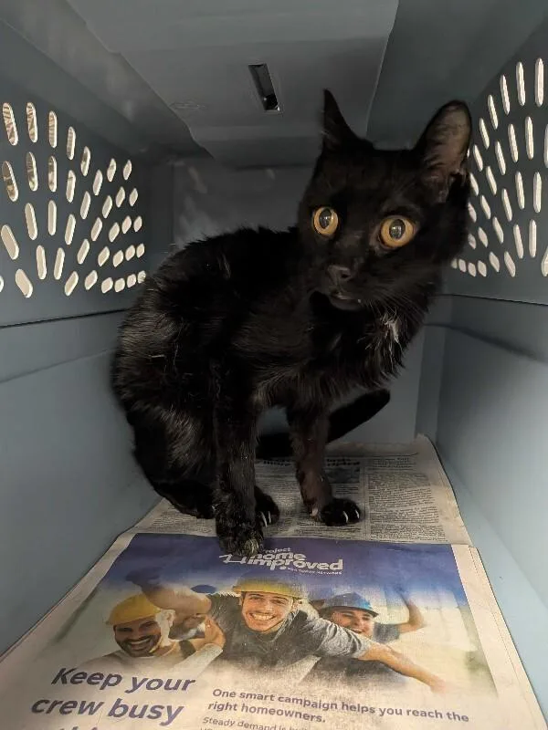 An adult medium-sized male Black Domestic Short Hair cat named Lots More for adoption in Cincinnati, OH