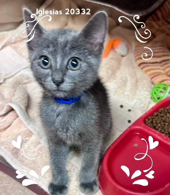 A baby medium-sized male Gray / Blue / Silver Domestic Short Hair cat named Iglesias for adoption in Marietta, GA