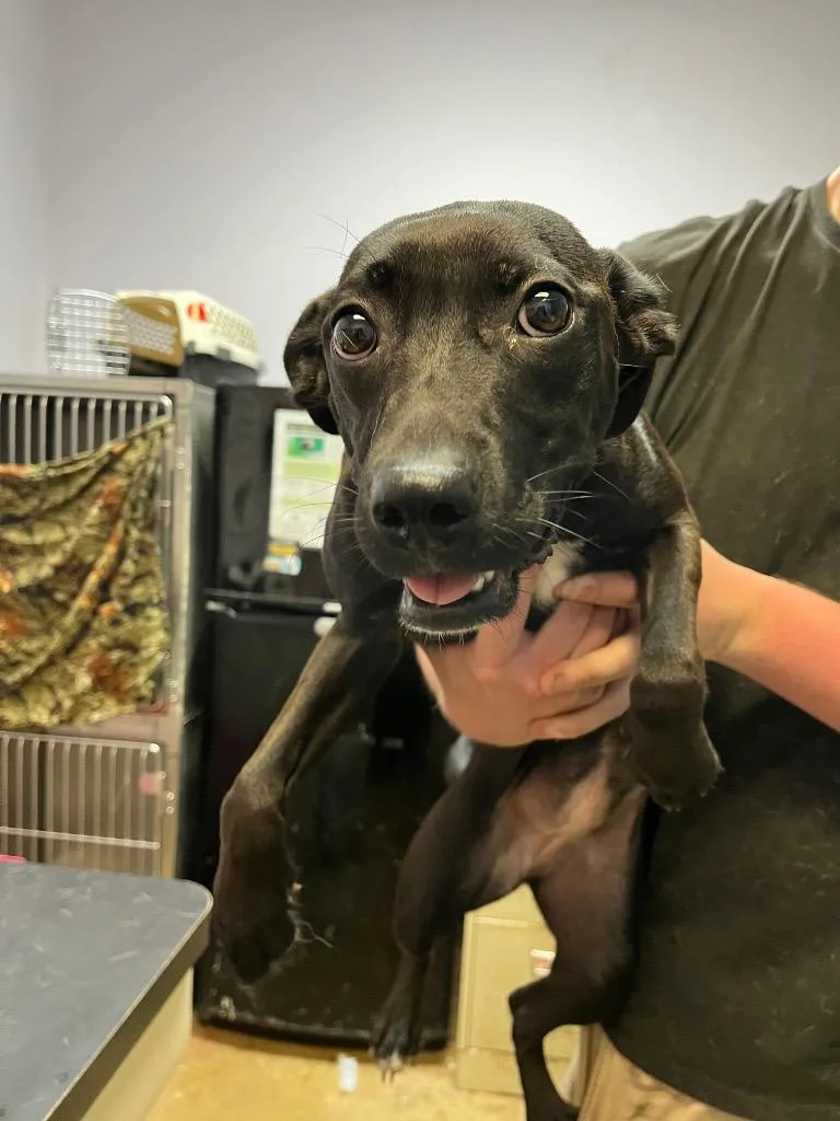 A young medium-sized female Terrier dog named Susan for adoption in New Braunfels, TX