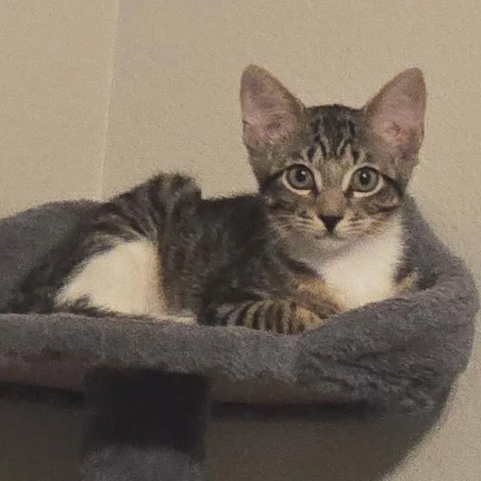 A baby small-sized male Gray / Blue / Silver Domestic Short Hair cat named Biddy for adoption in Midland, TX