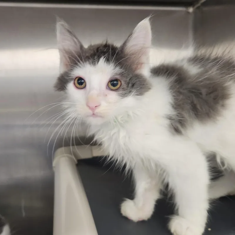 A baby small-sized male White Domestic Medium Hair cat named Brian for adoption in Fort Wayne, IN