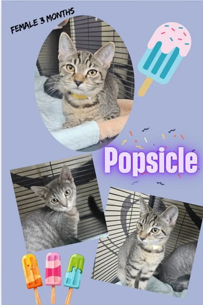 Popsicle