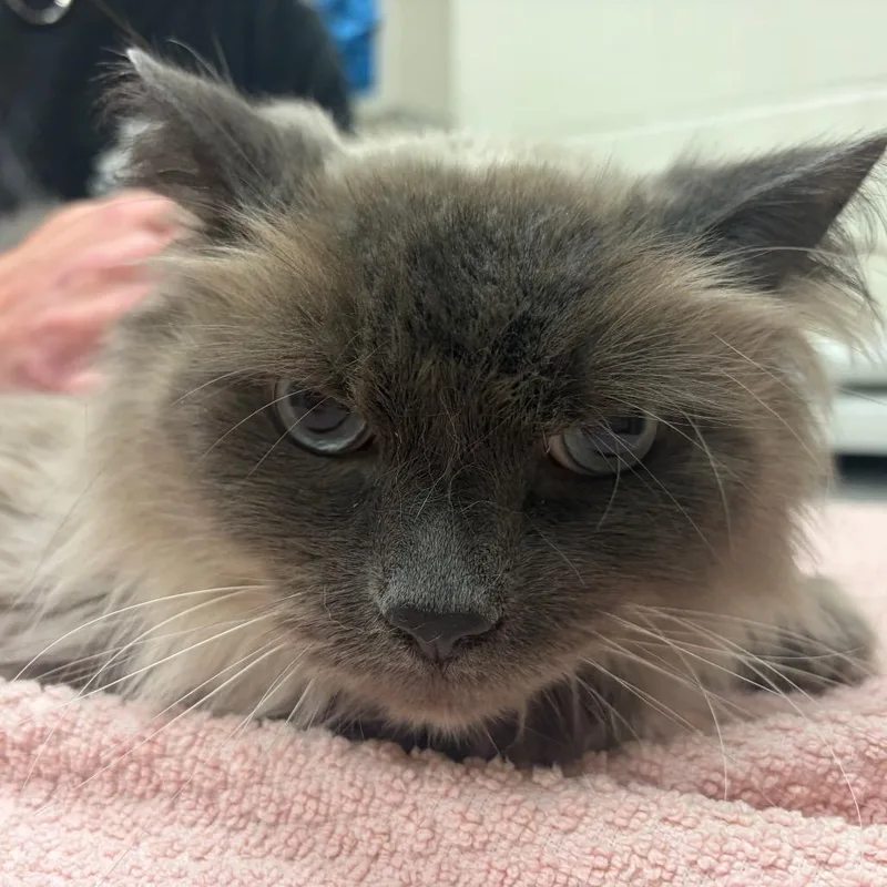A senior large-sized male Siamese cat named Edward for adoption in Murray, UT