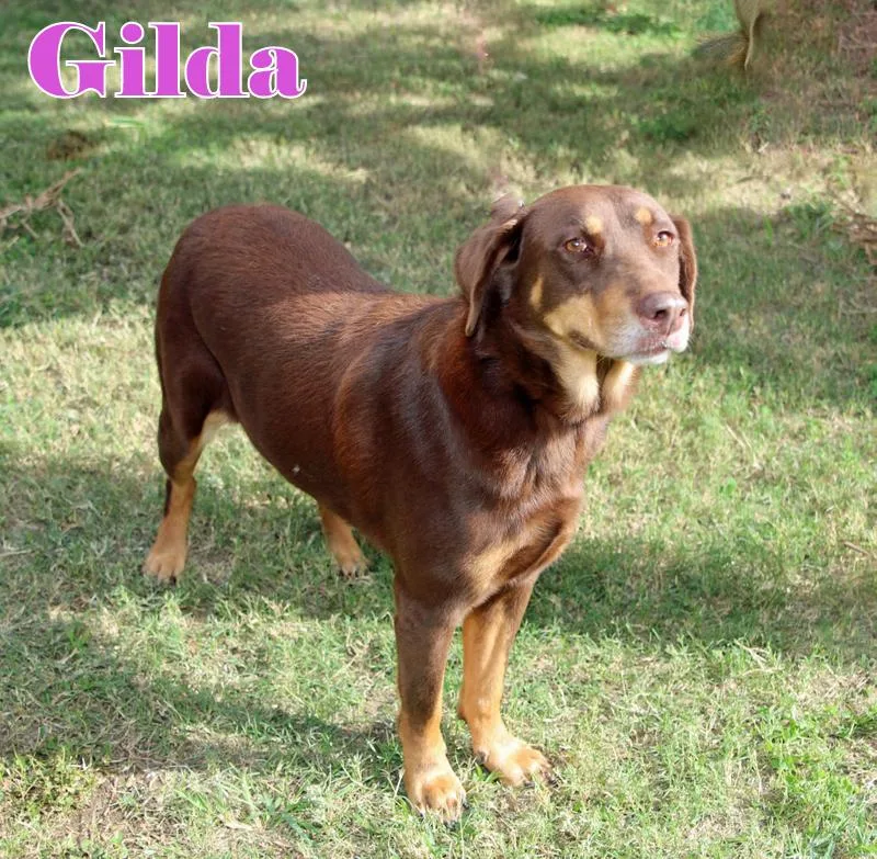 Gilda thumbnail 2