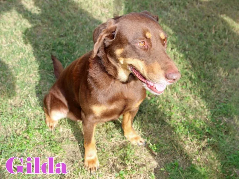Gilda thumbnail 4