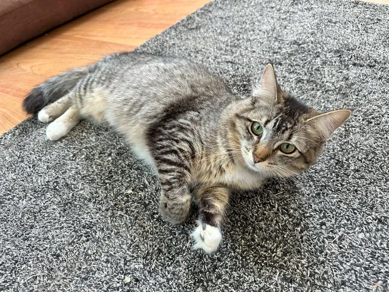 Marilyn Monroe thumbnail 4