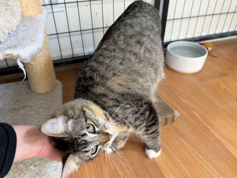 Marilyn Monroe thumbnail 5