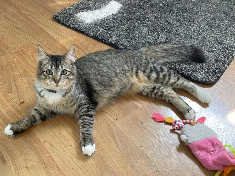 Marilyn Monroe thumbnail 6