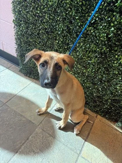 A baby medium-sized female Yellow / Tan / Blond / Fawn Mixed Breed dog named 61559791 for adoption in El Paso, TX