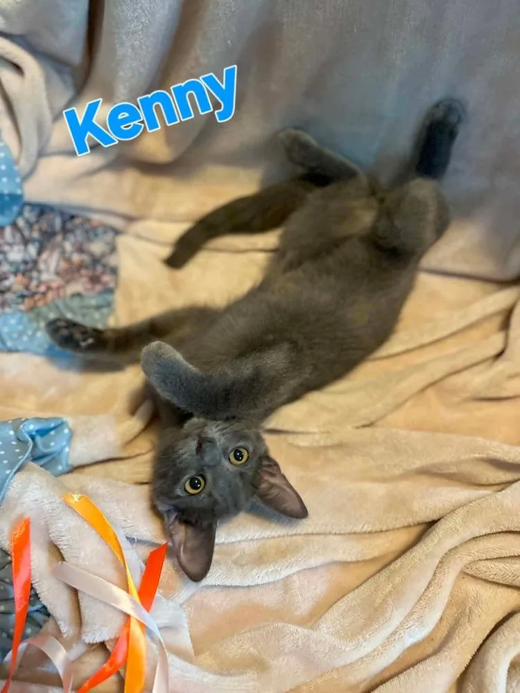 A baby small-sized male Domestic Short Hair cat named Kenny for adoption in Groveland, MA
